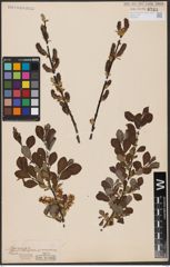 Foto von Salix aurita L.